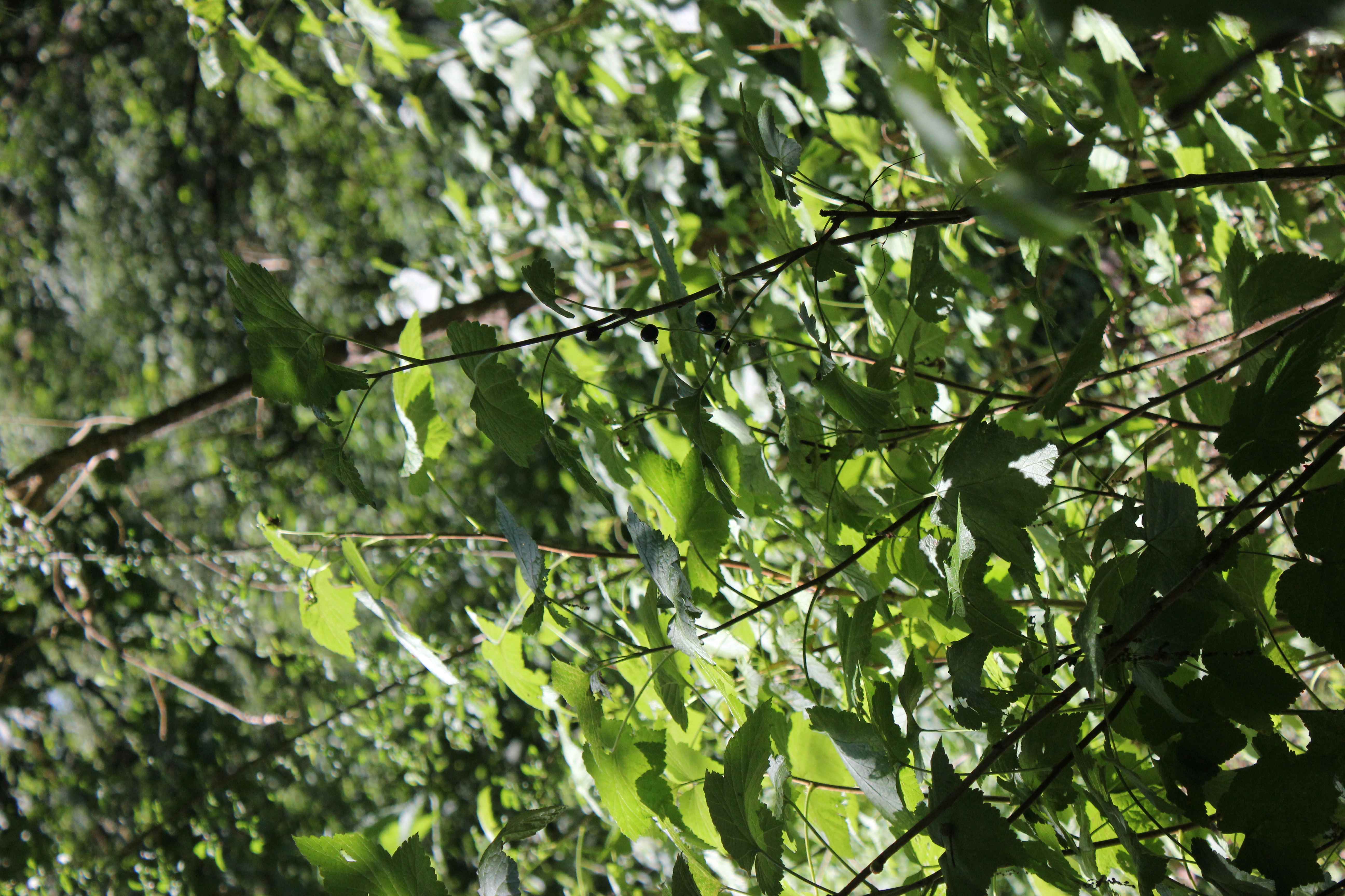 black currant