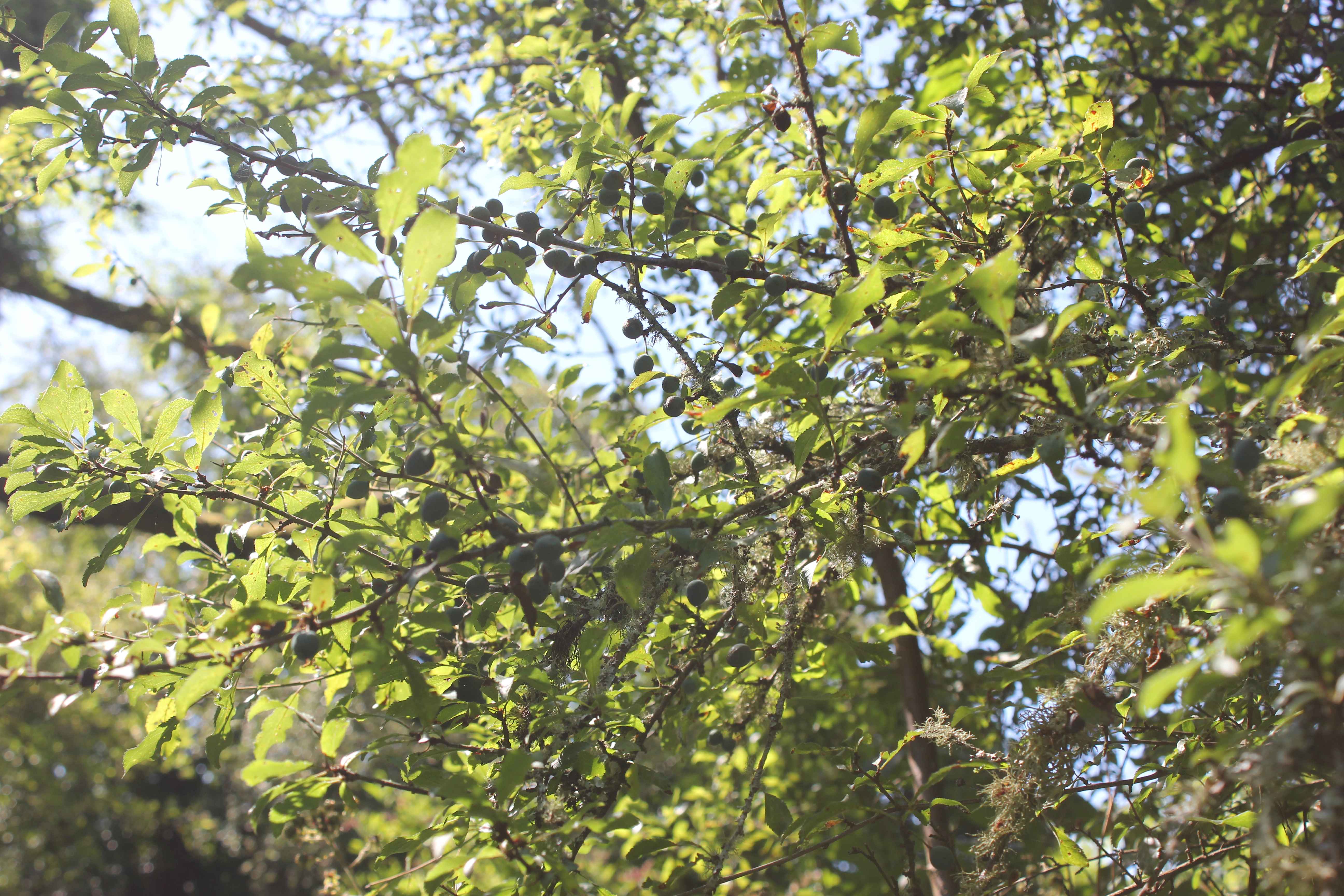 black thorn