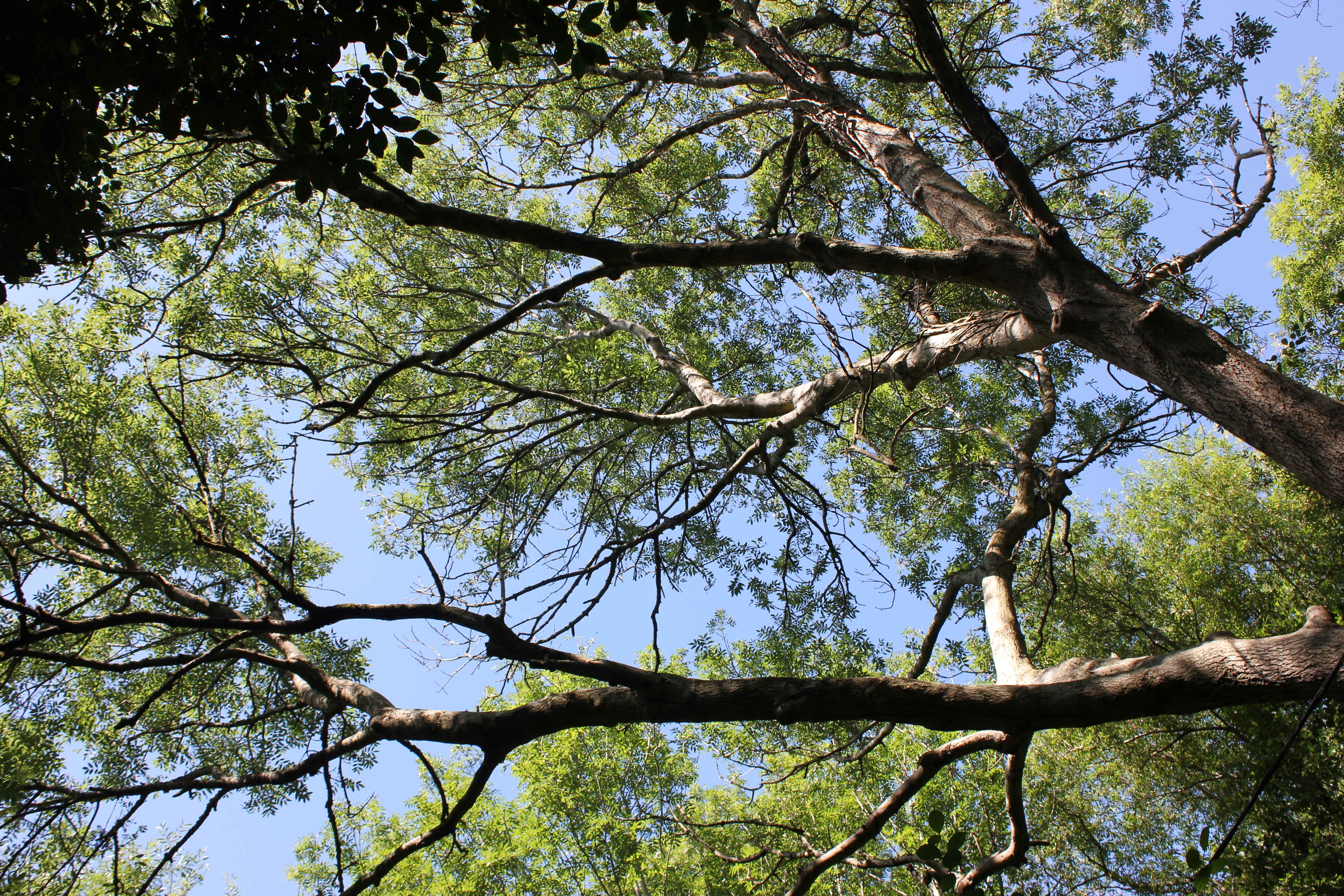 branches