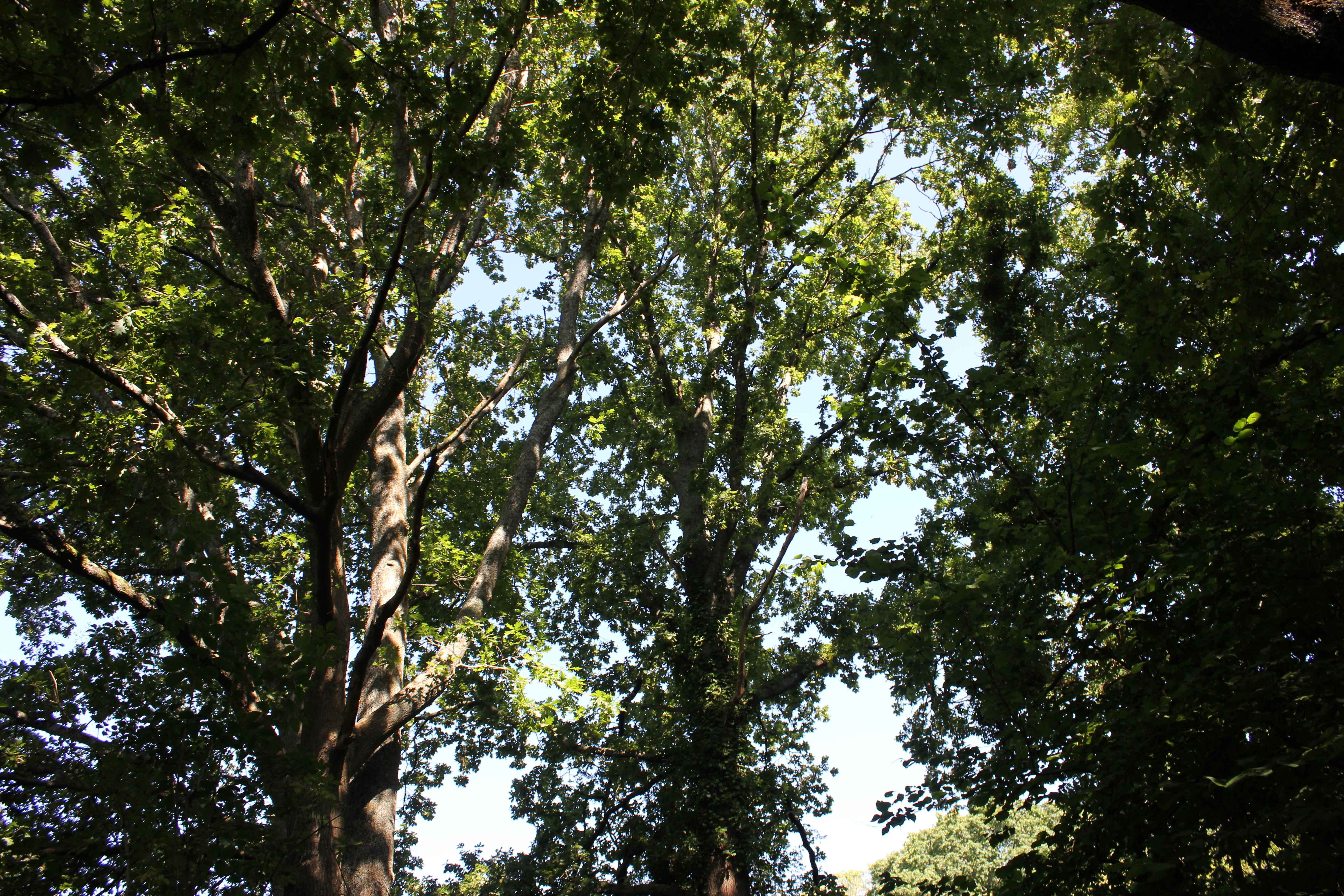 canopy