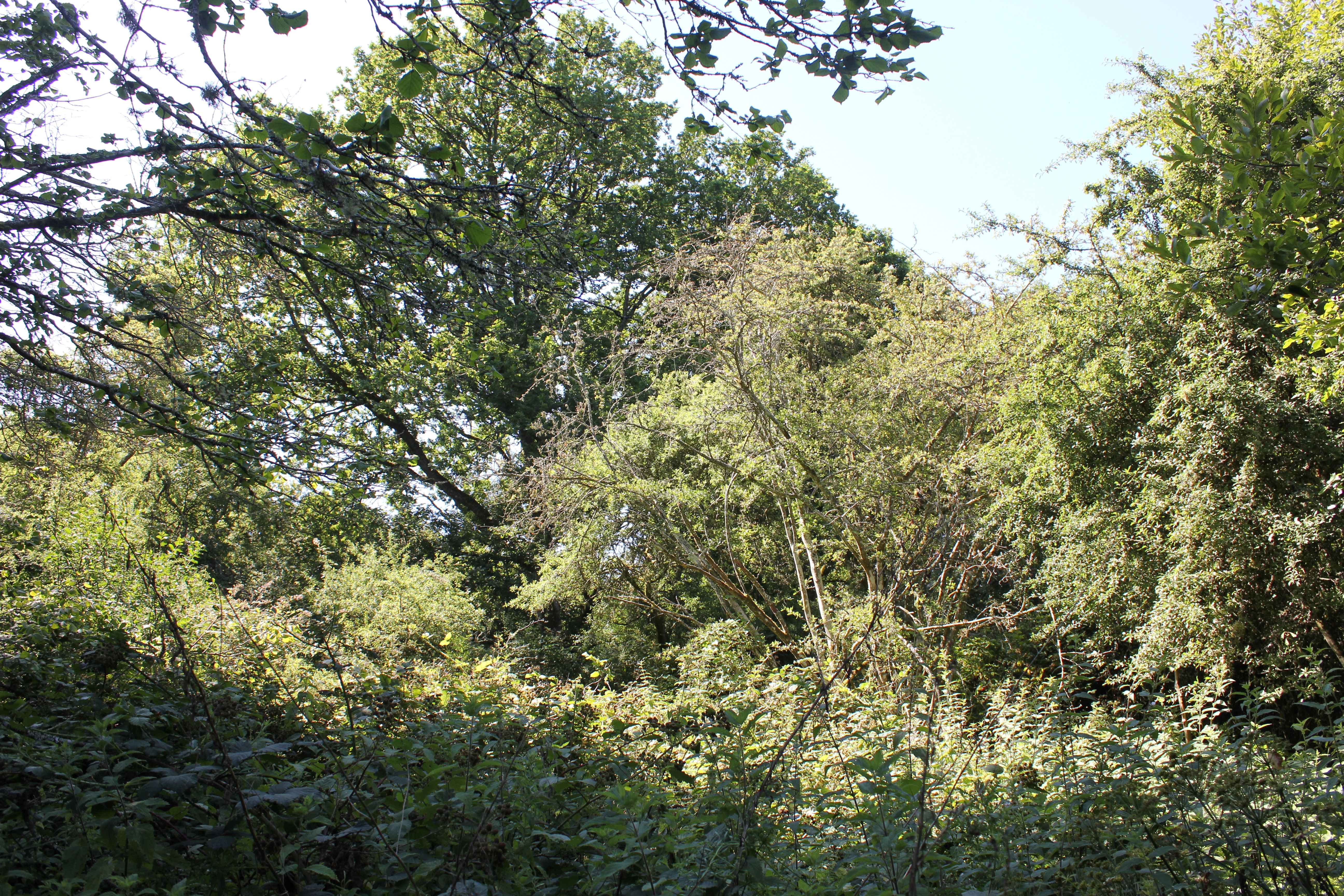 clearing