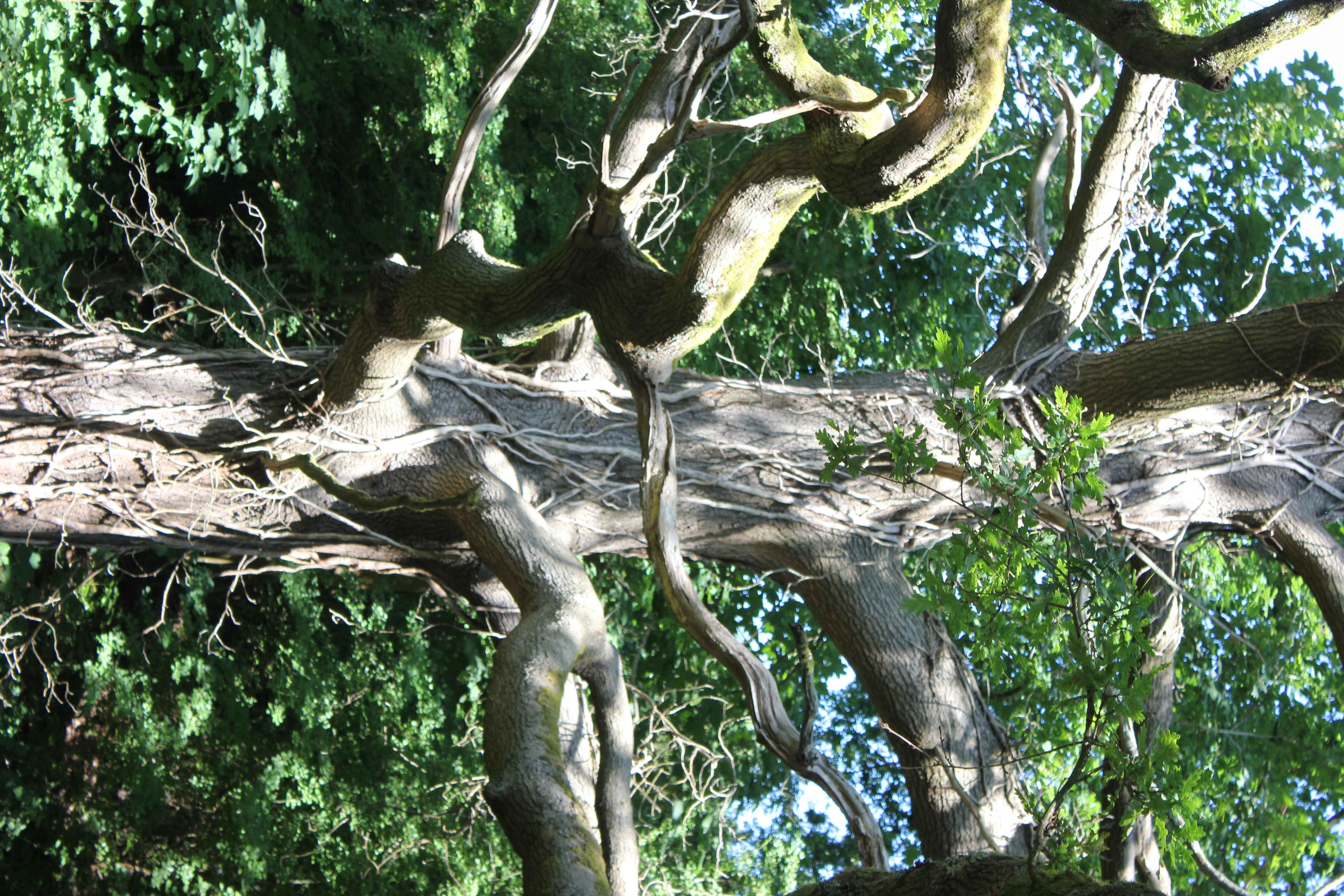 dead tree