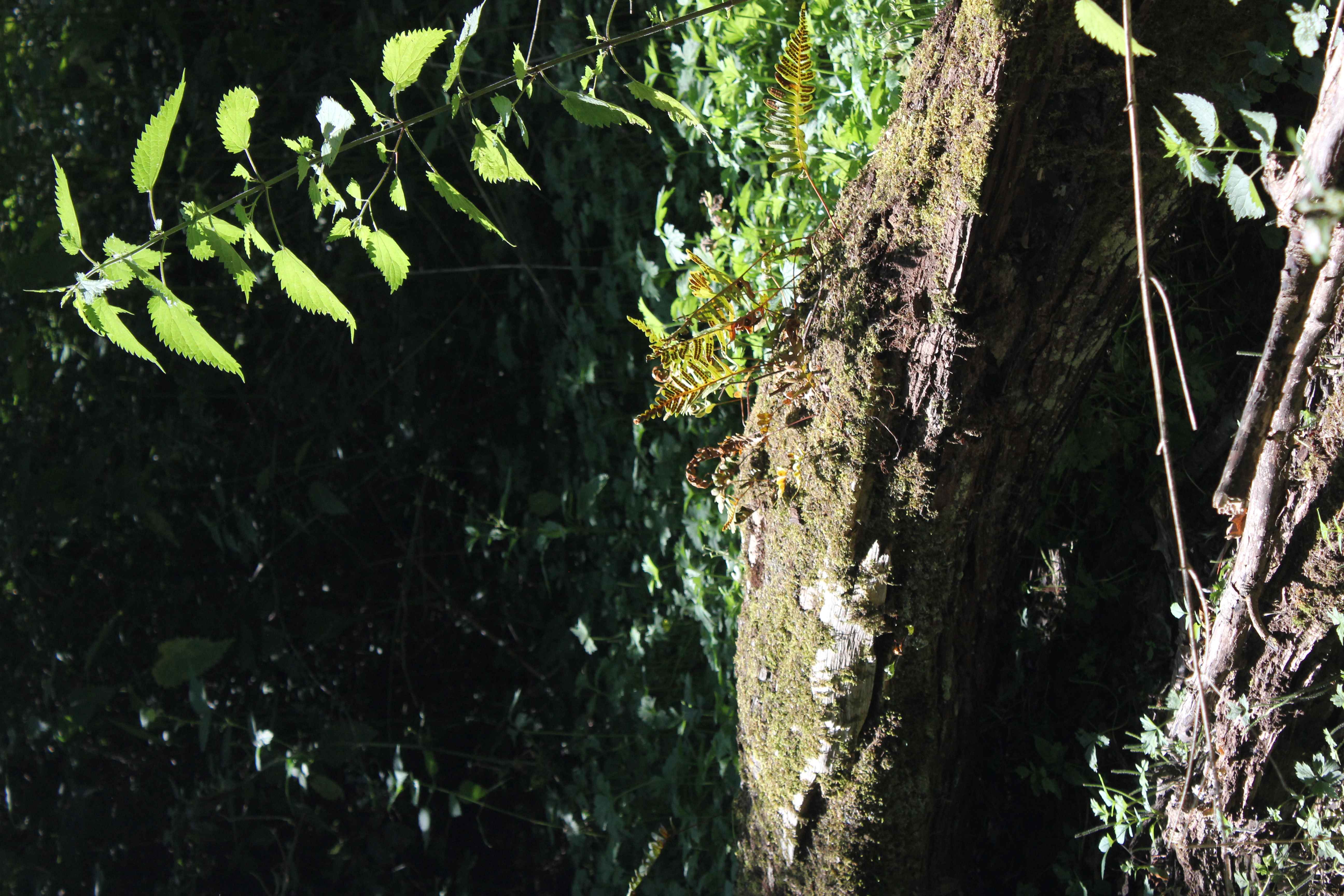 fern