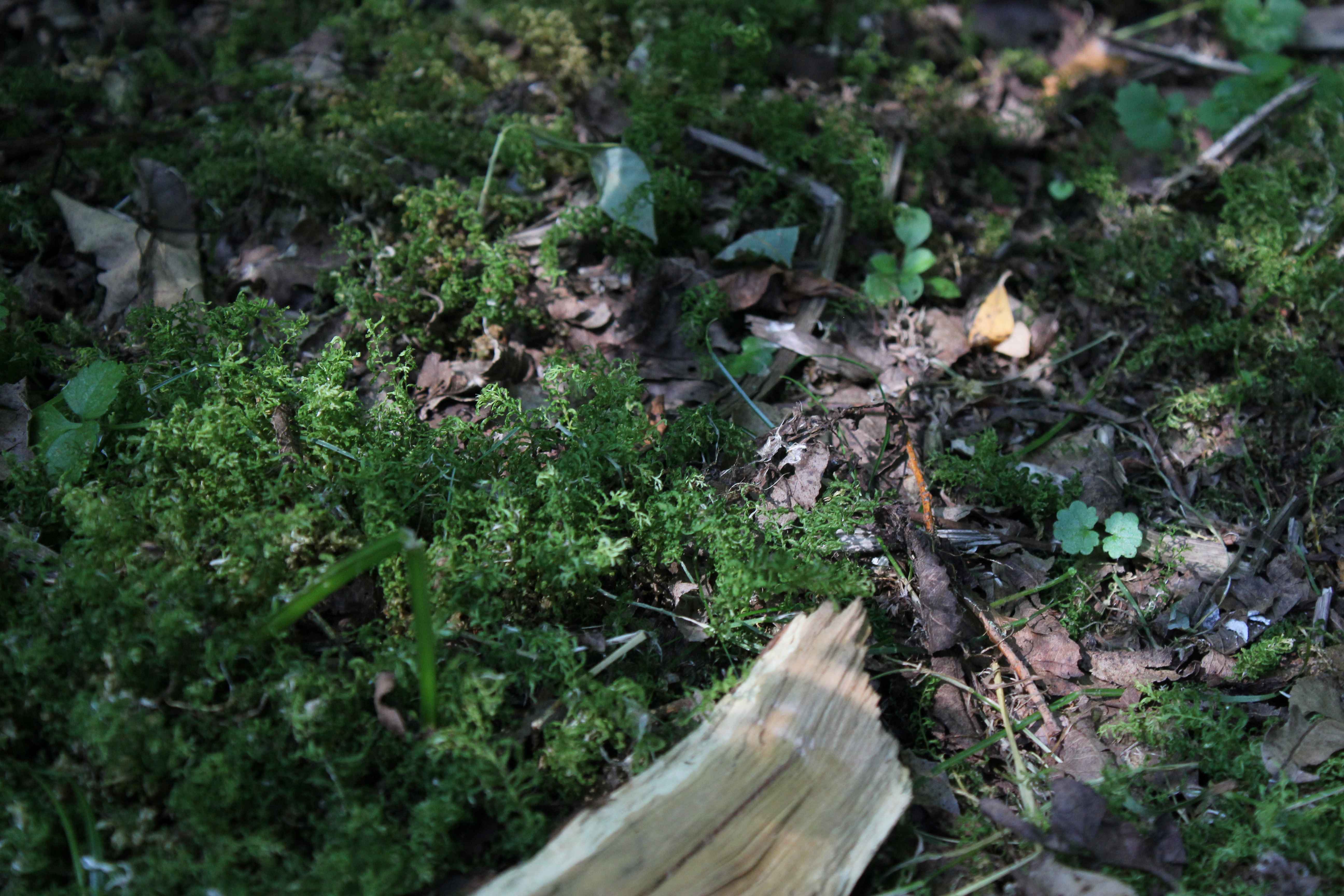 moss