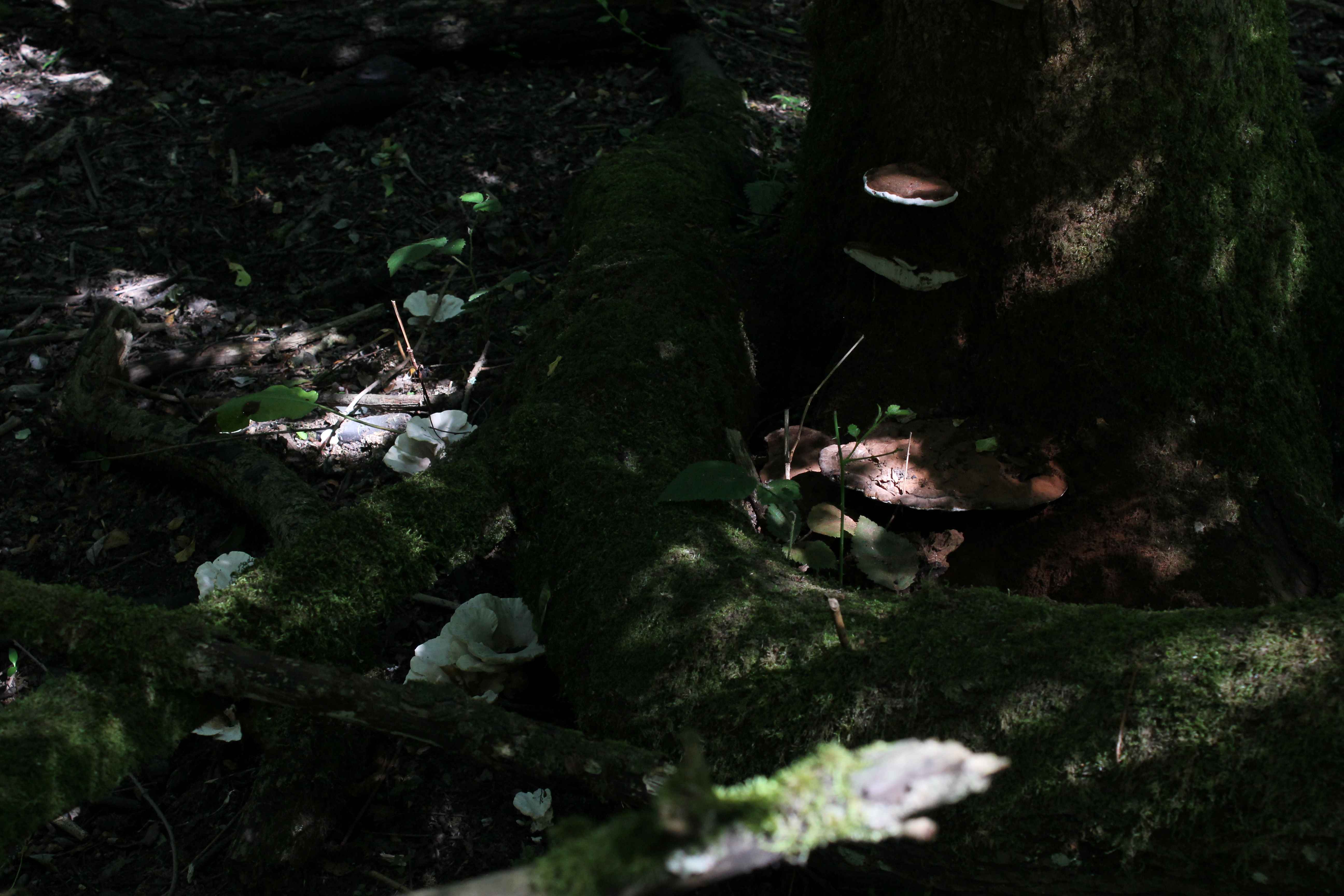 mushrooms1