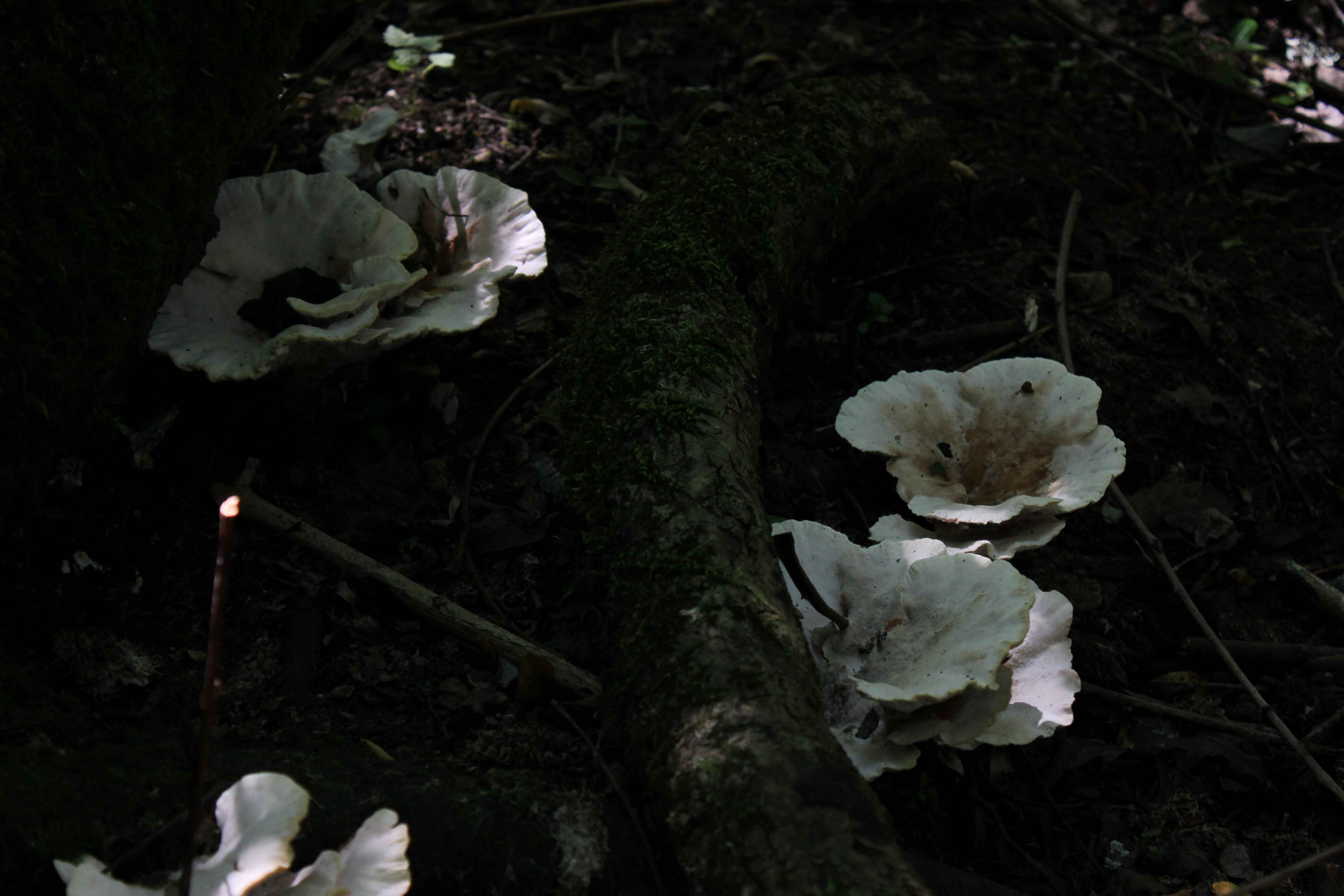 mushrooms2