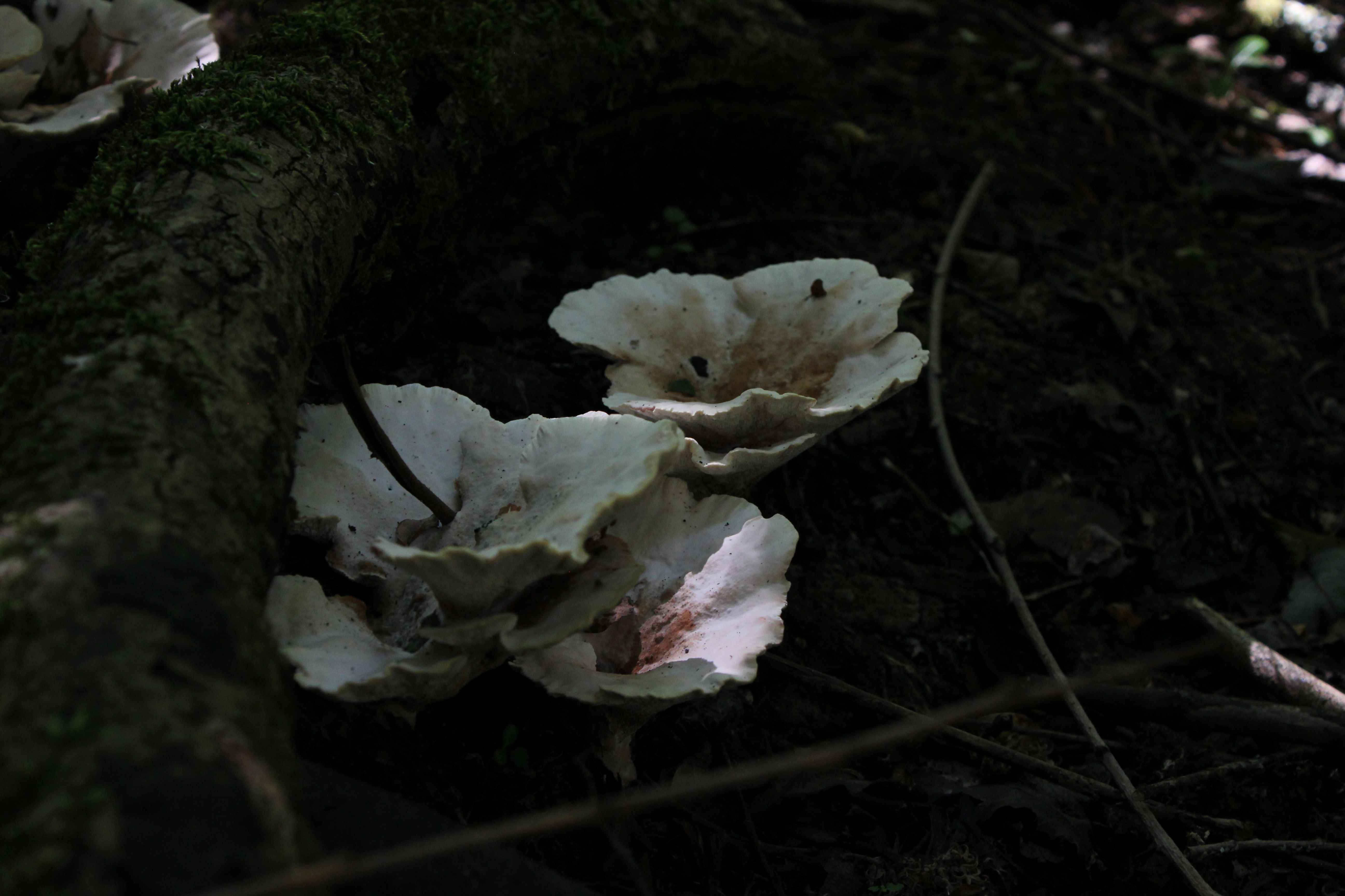 mushrooms3